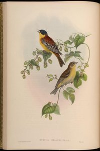Euspiza melanocephala = Emberiza melanocephala door John Gould